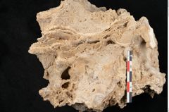 Foto (Detailansicht) von Fagus silvatica L. (NHMW-GEO-2024-0188-11364)
